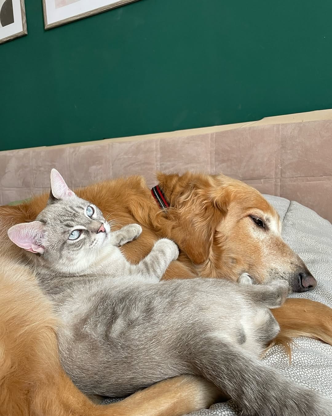 Post 9 by Jon Snow 🦮👼, Jordan 🐈👼 e Medo 🐈‍⬛ on Instagram (image)