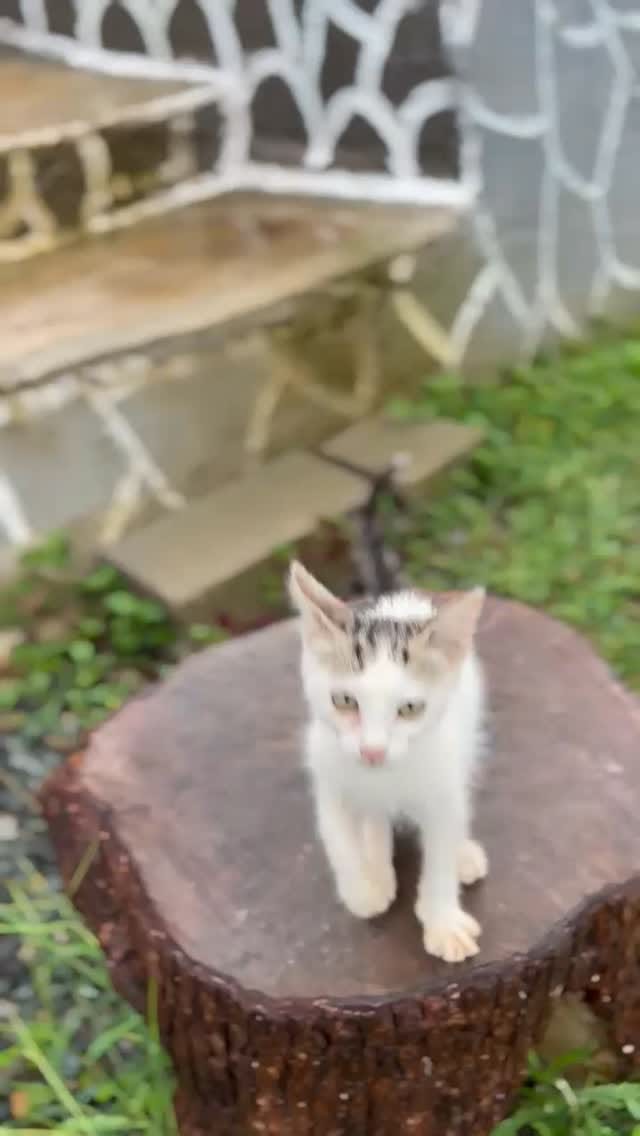 Post 4 by FERHAT GENİŞ on Instagram (video)