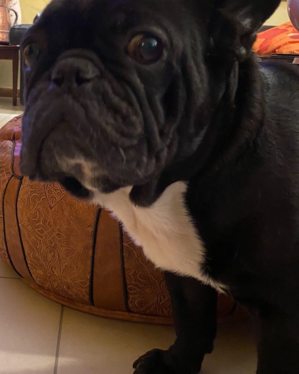 Post 1 by BOLTFRENCHBULLDOG on Instagram (image)