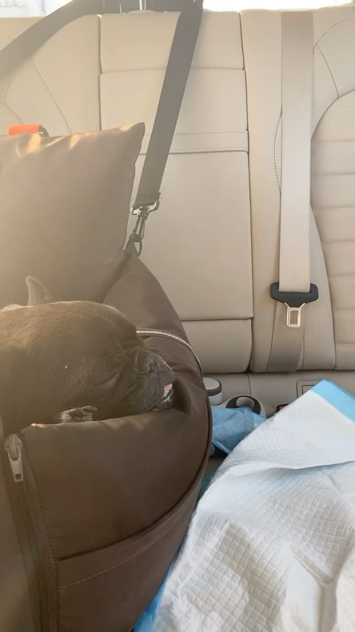 Post 8 by BOLTFRENCHBULLDOG on Instagram (video)