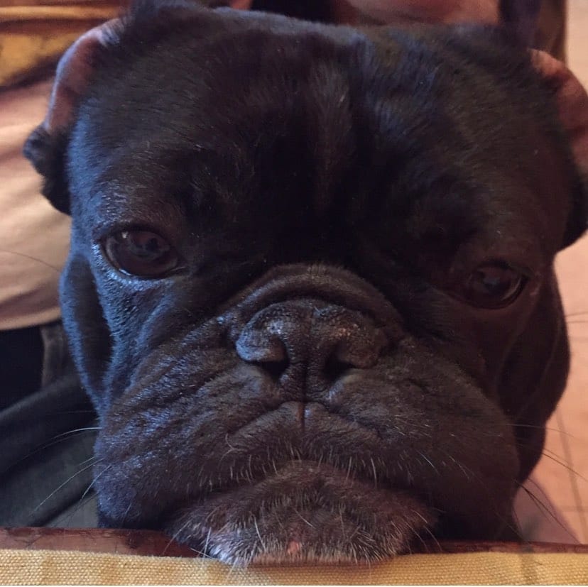 Post 7 by BOLTFRENCHBULLDOG on Instagram (image)