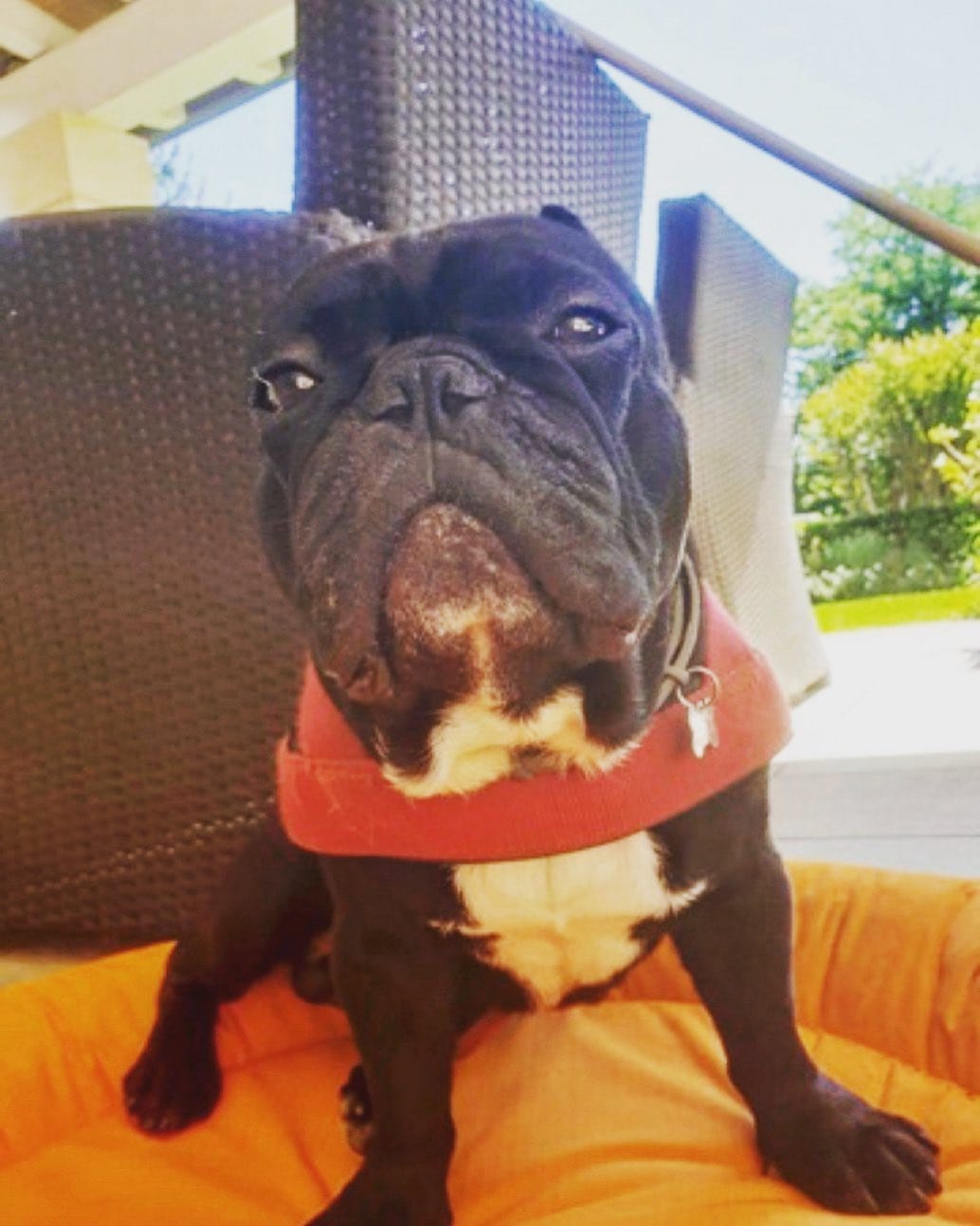 Post 3 by BOLTFRENCHBULLDOG on Instagram (image)