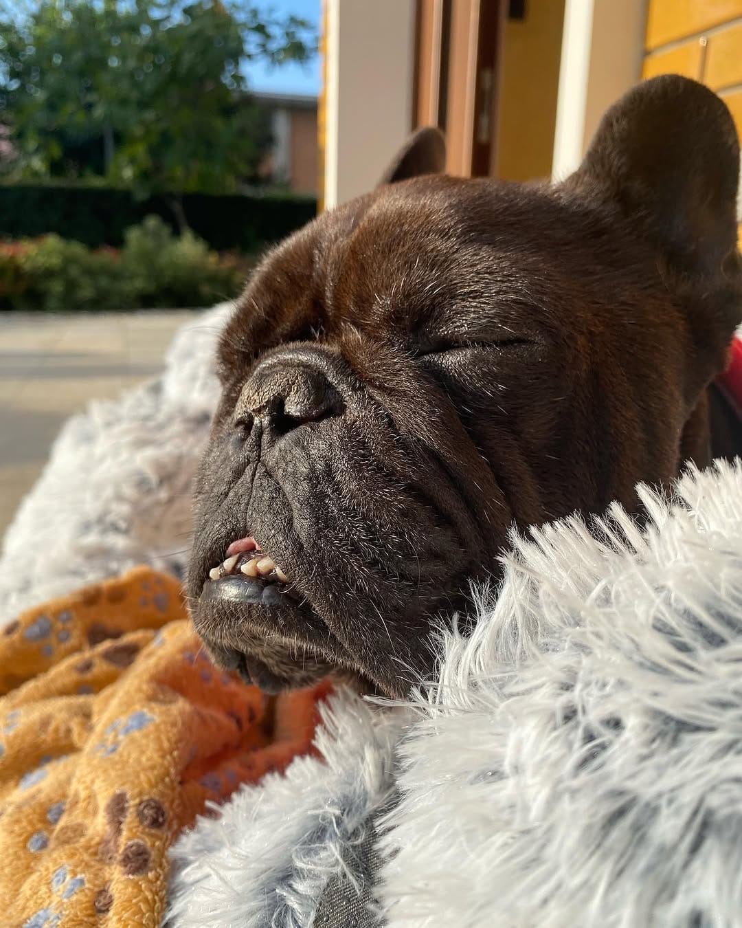 Post 10 by BOLTFRENCHBULLDOG on Instagram (image)