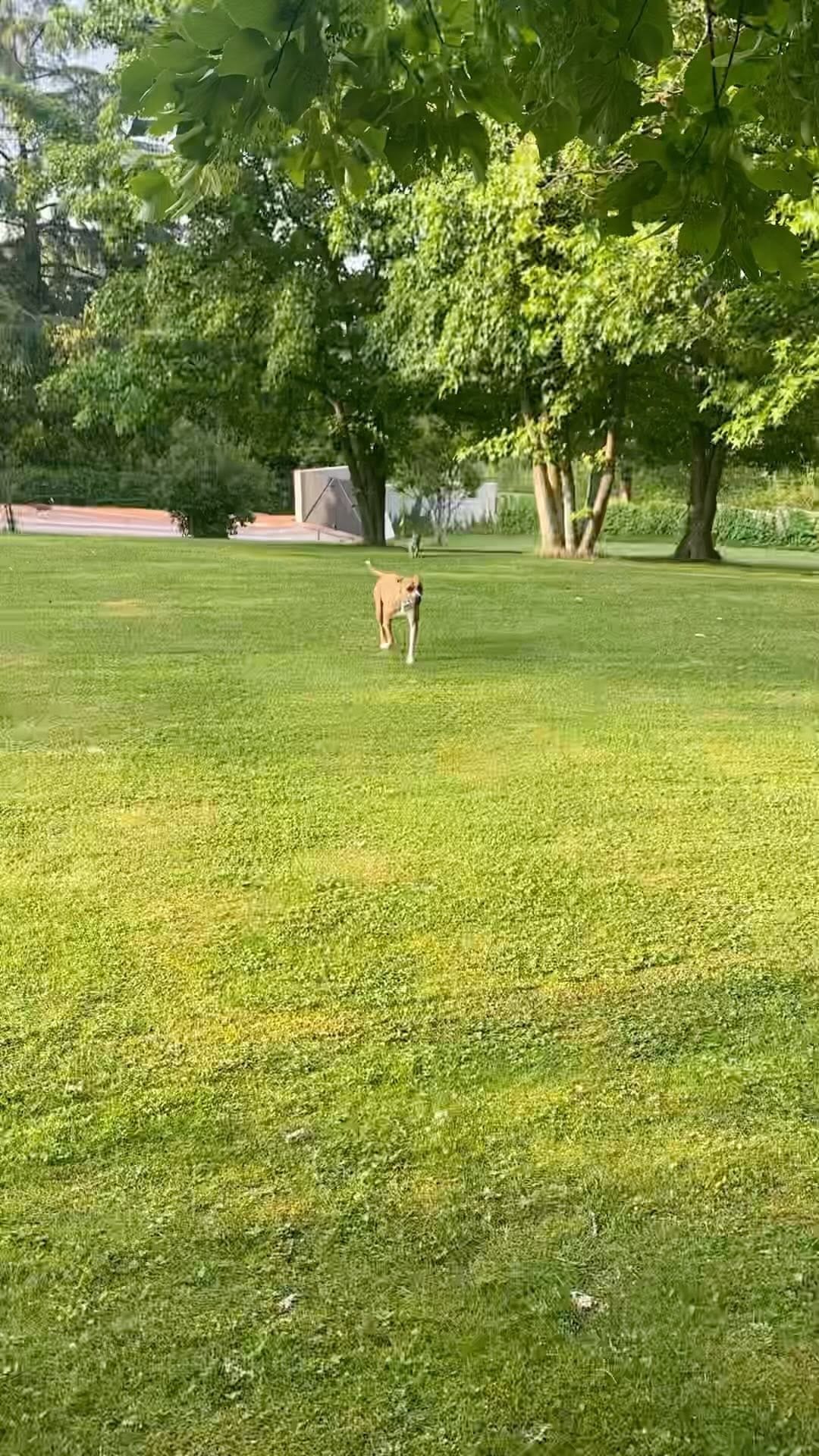 Post 5 by BOLTFRENCHBULLDOG on Instagram (video)