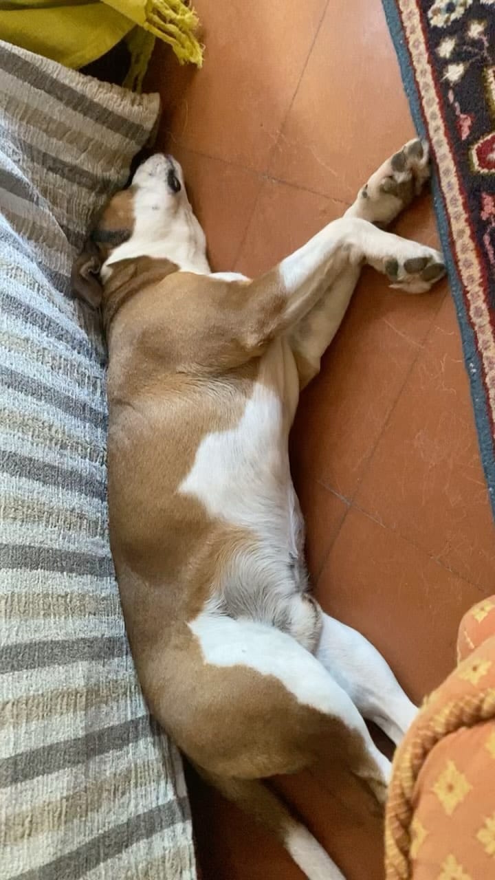 Post 2 by BOLTFRENCHBULLDOG on Instagram (video)