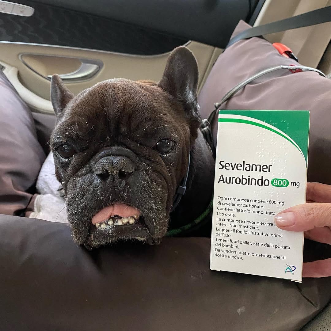 Post 9 by BOLTFRENCHBULLDOG on Instagram (image)