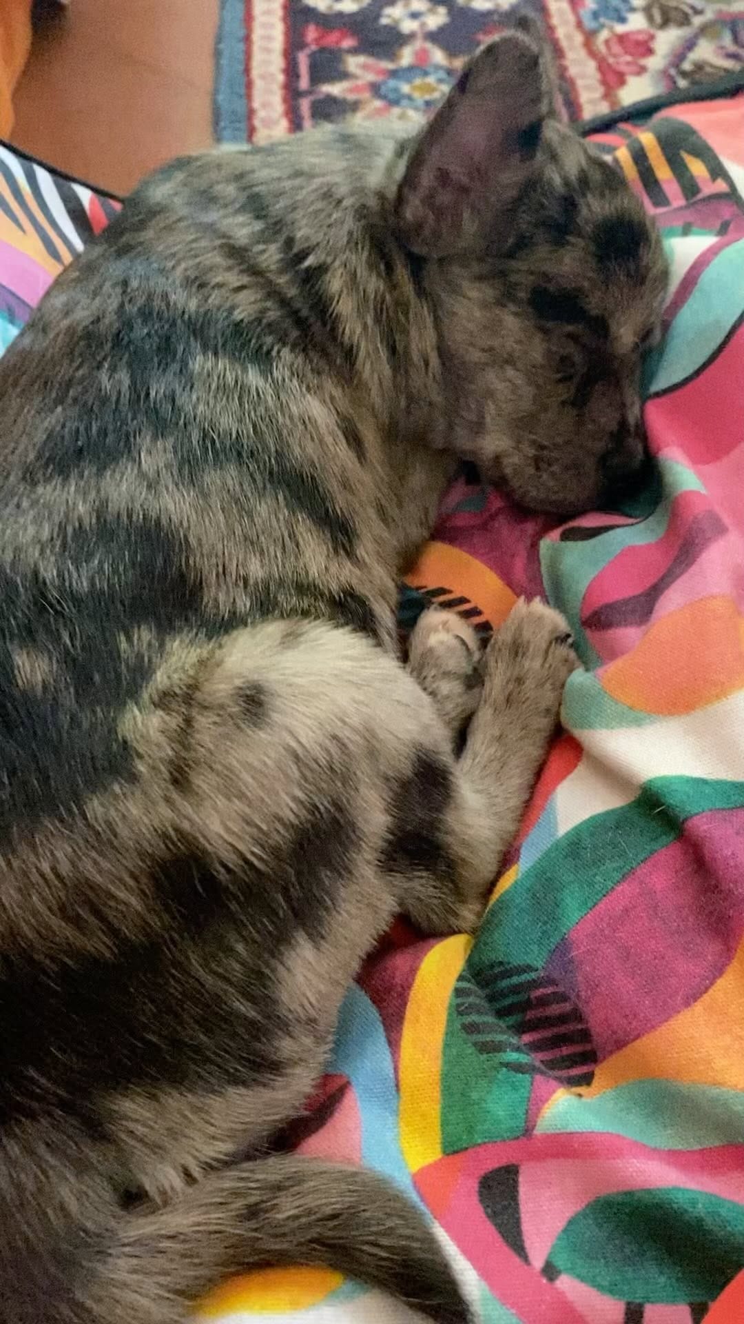 Post 4 by BOLTFRENCHBULLDOG on Instagram (video)