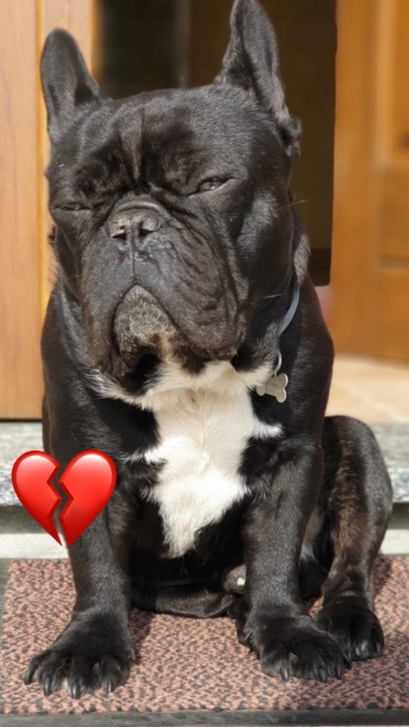 Post 6 by BOLTFRENCHBULLDOG on Instagram (video)