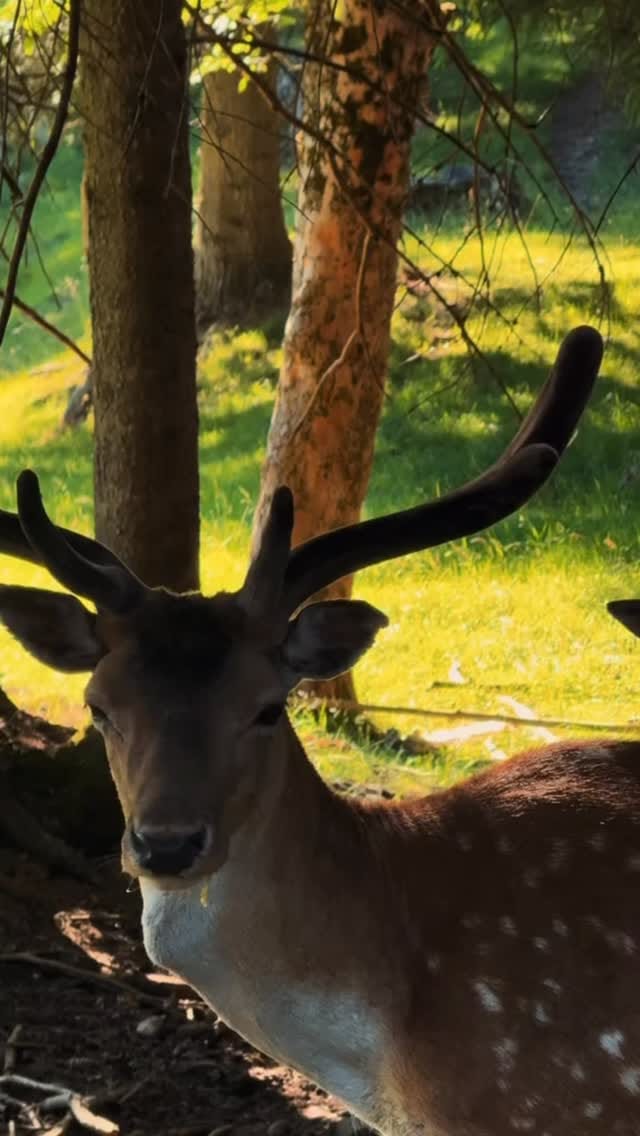 Post 3 by Elisa Di Lorenzo on Instagram (video)