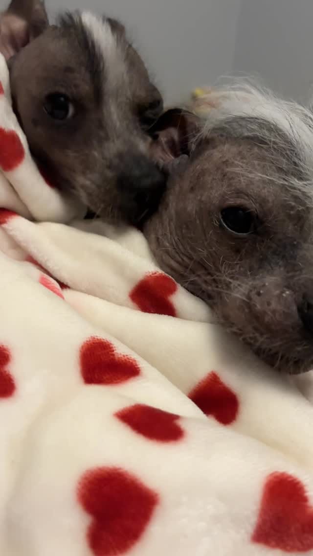 Post 5 by Ziggy LouLou Stardust on Instagram (video)