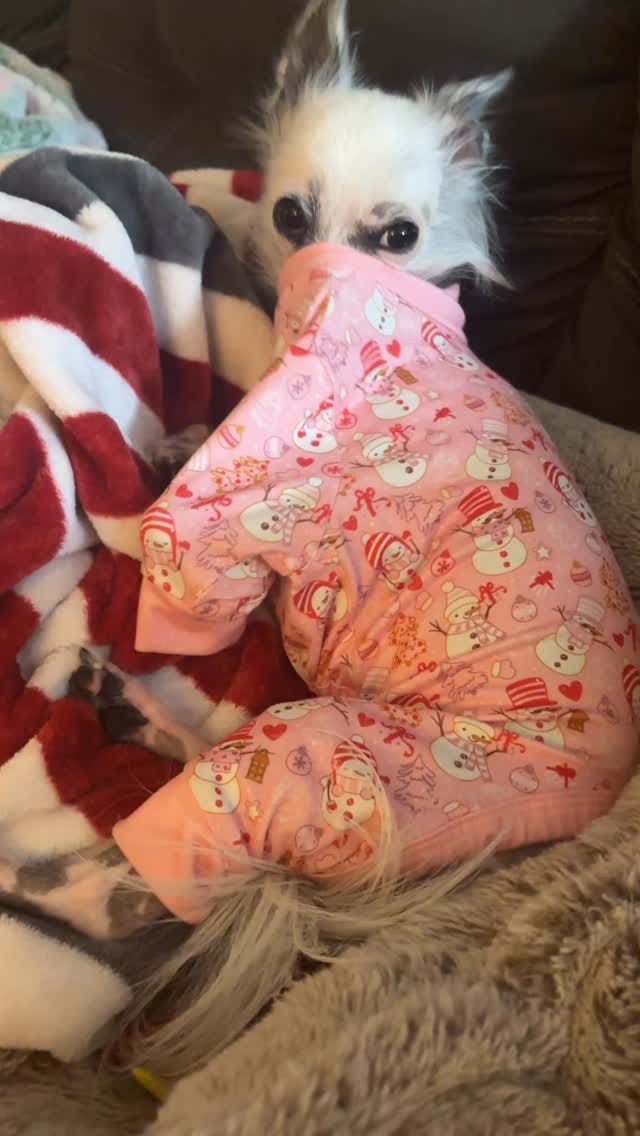 Post 1 by Ziggy LouLou Stardust on Instagram (video)