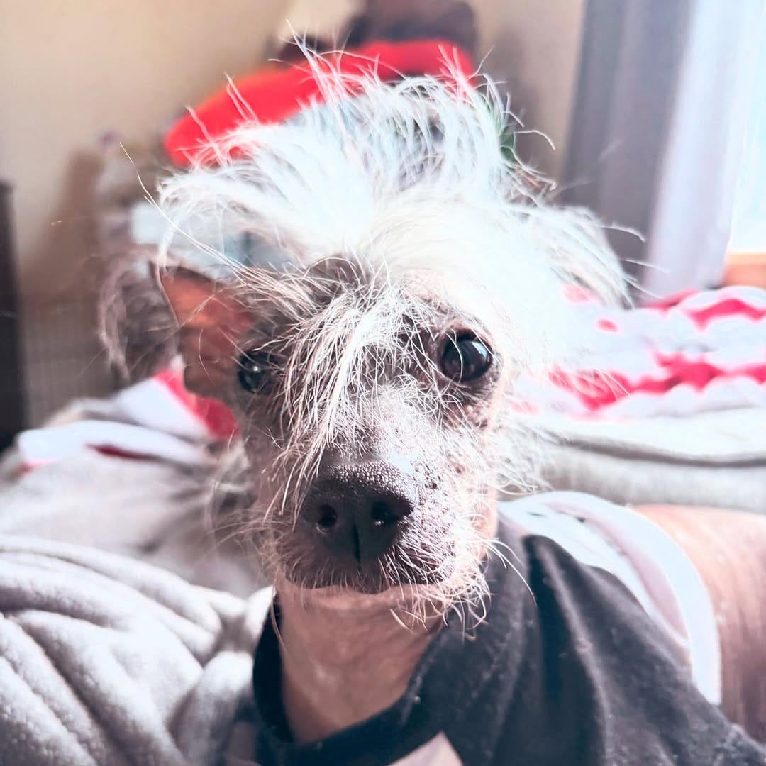 Post 7 by Ziggy LouLou Stardust on Instagram (image)