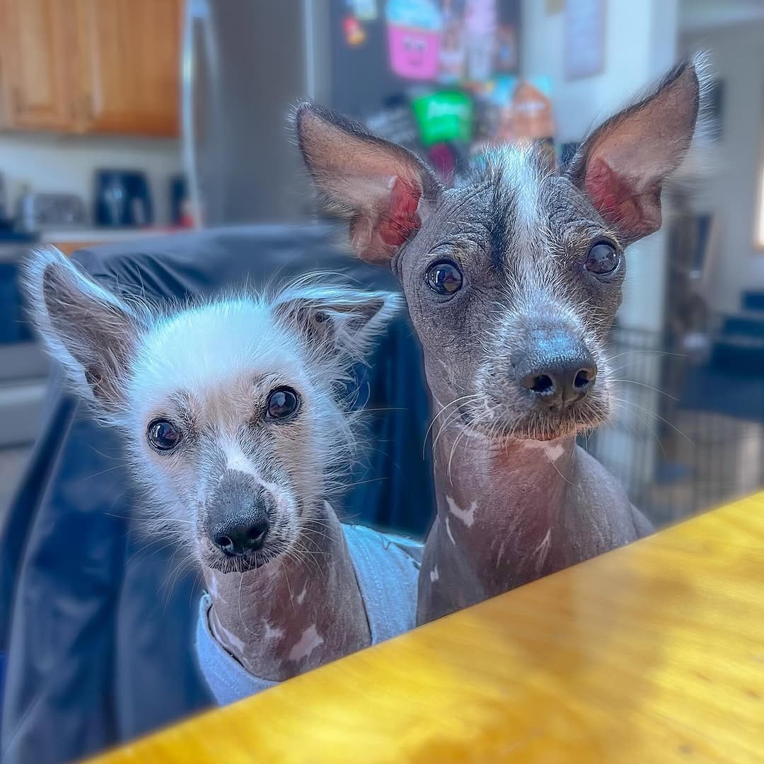Post 10 by Ziggy LouLou Stardust on Instagram (carousel)