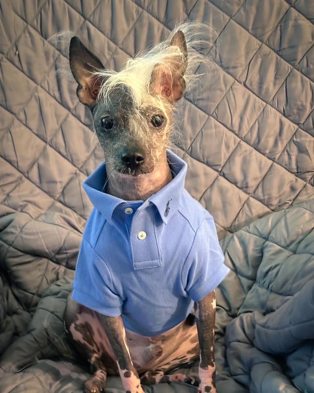 Post 6 by Ziggy LouLou Stardust on Instagram (image)
