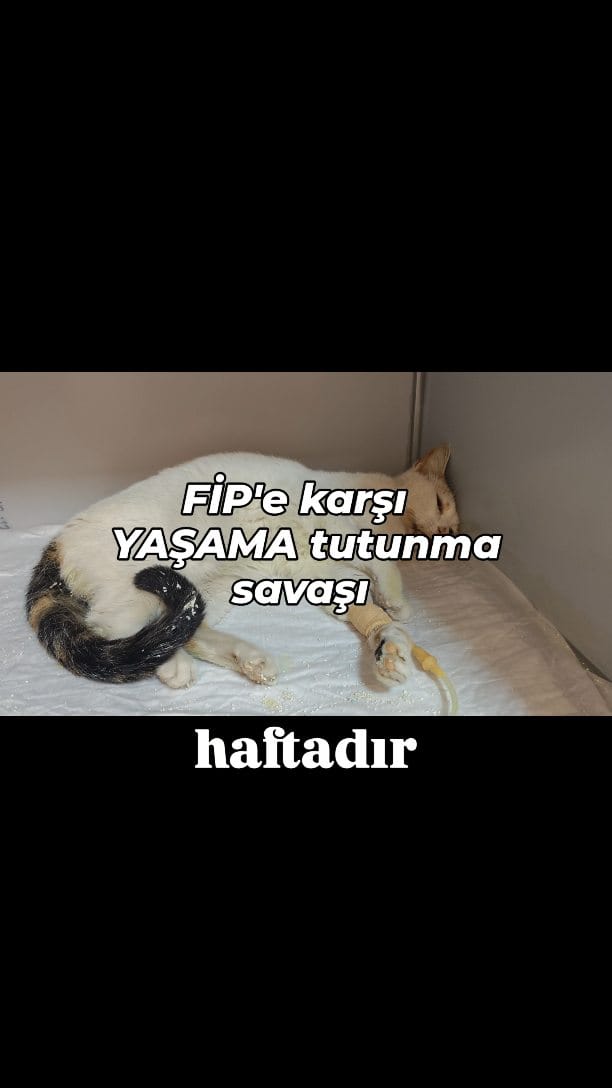 Post 2 by Doktorant Orhan ÇETİN on Instagram (video)