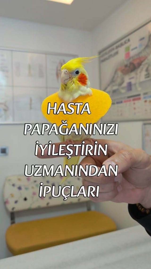 Post 6 by Doktorant Orhan ÇETİN on Instagram (video)