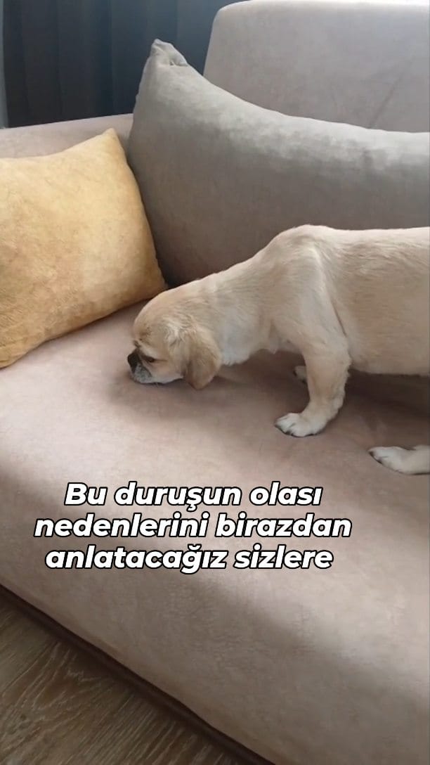Post 3 by Doktorant Orhan ÇETİN on Instagram (video)