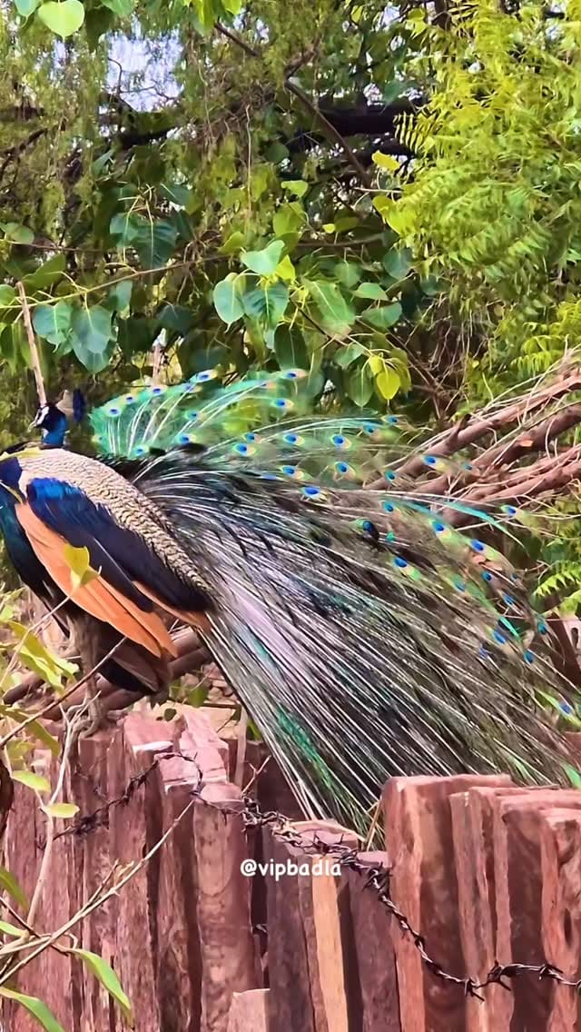 Post 3 by Vikram Choudhary | JODHPUR on Instagram (video)