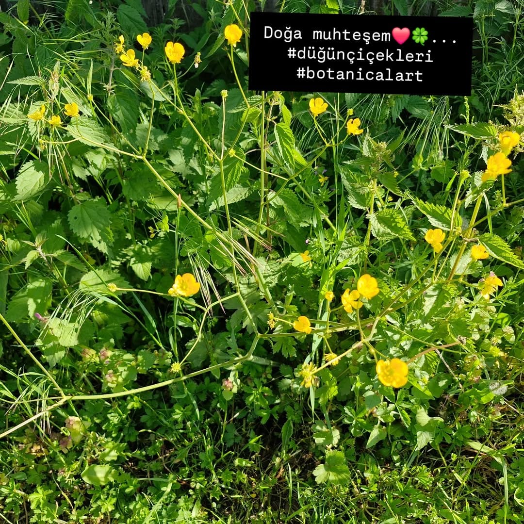 Post 4 by Prof. Dr. Sibel Ertek Yalçın on Instagram (image)
