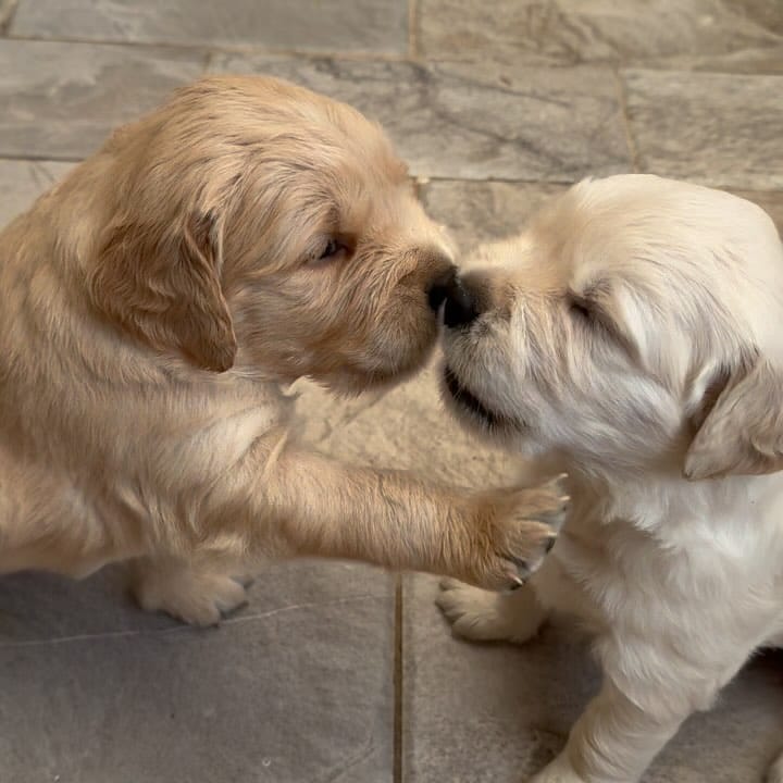 Post 1 by Maggie 🐶 on Instagram (video)