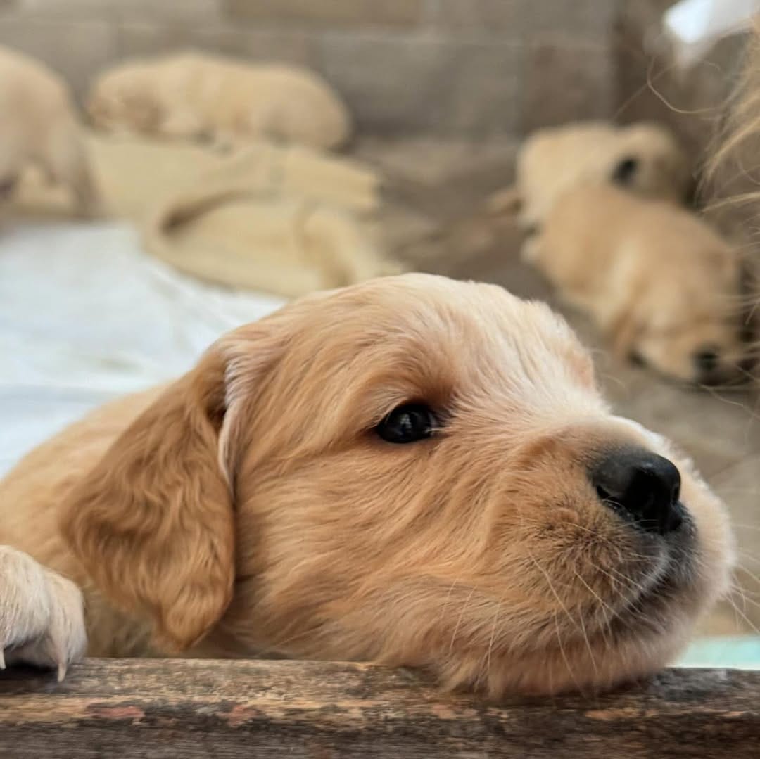 Post 3 by Maggie 🐶 on Instagram (carousel)