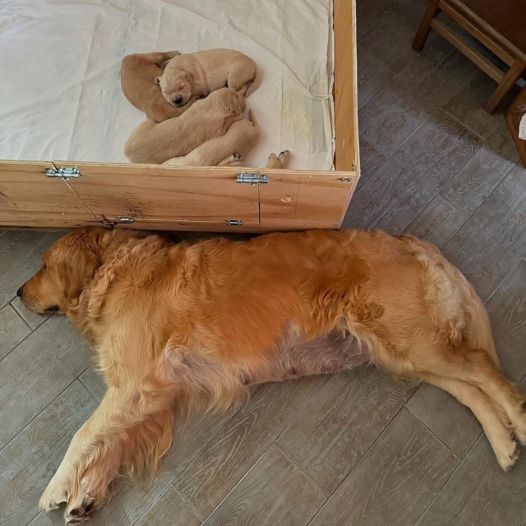 Post 6 by Maggie 🐶 on Instagram (carousel)
