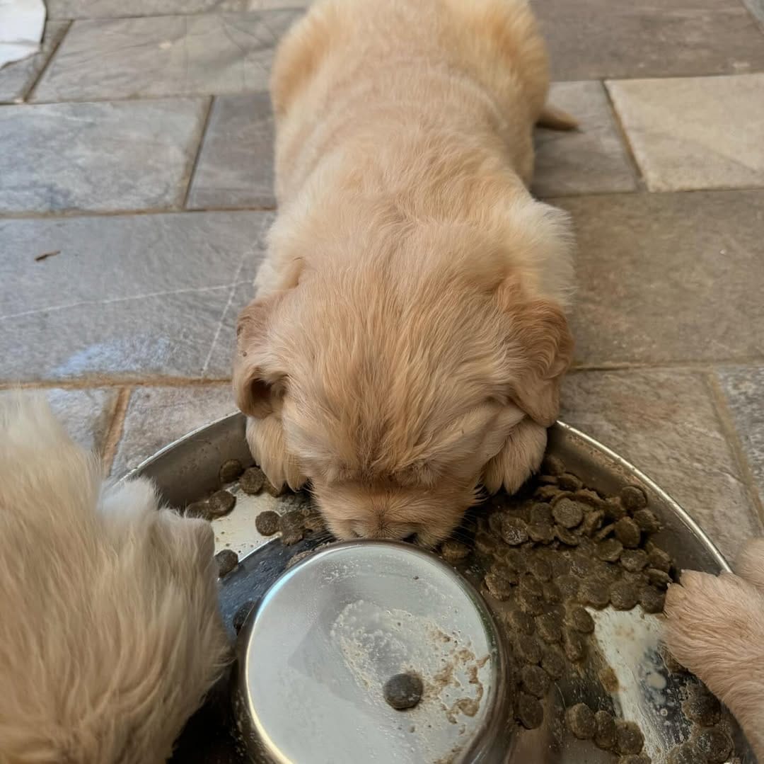Post 2 by Maggie 🐶 on Instagram (carousel)