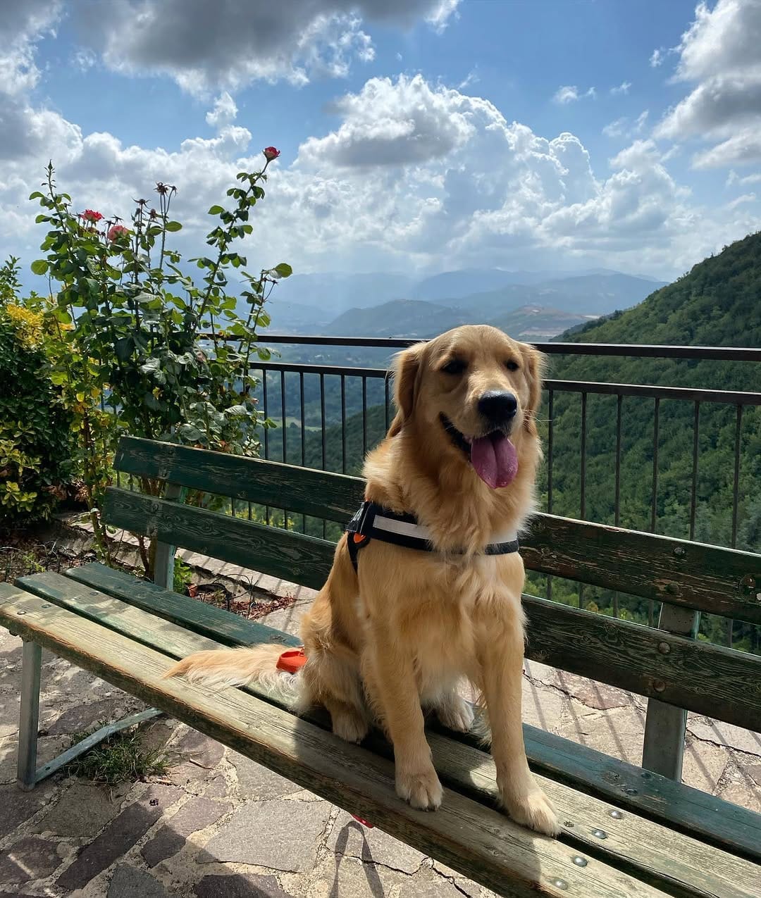Post 8 by Maggie 🐶 on Instagram (image)