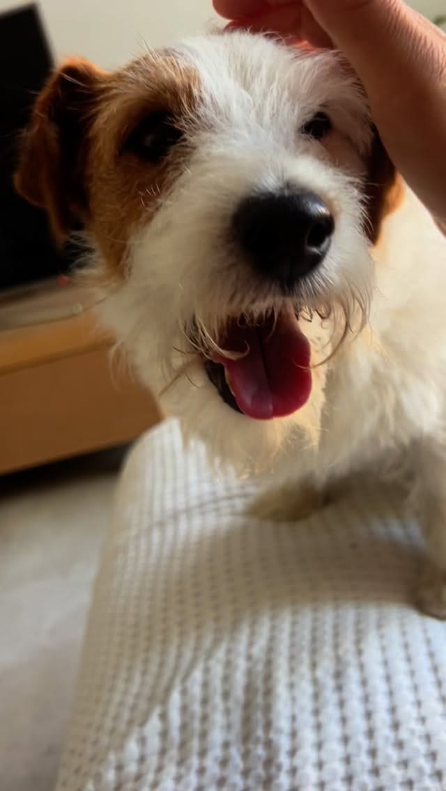 Post 1 by 🐶 Beautiful Jack Alfonso 🐶 on Instagram (video)