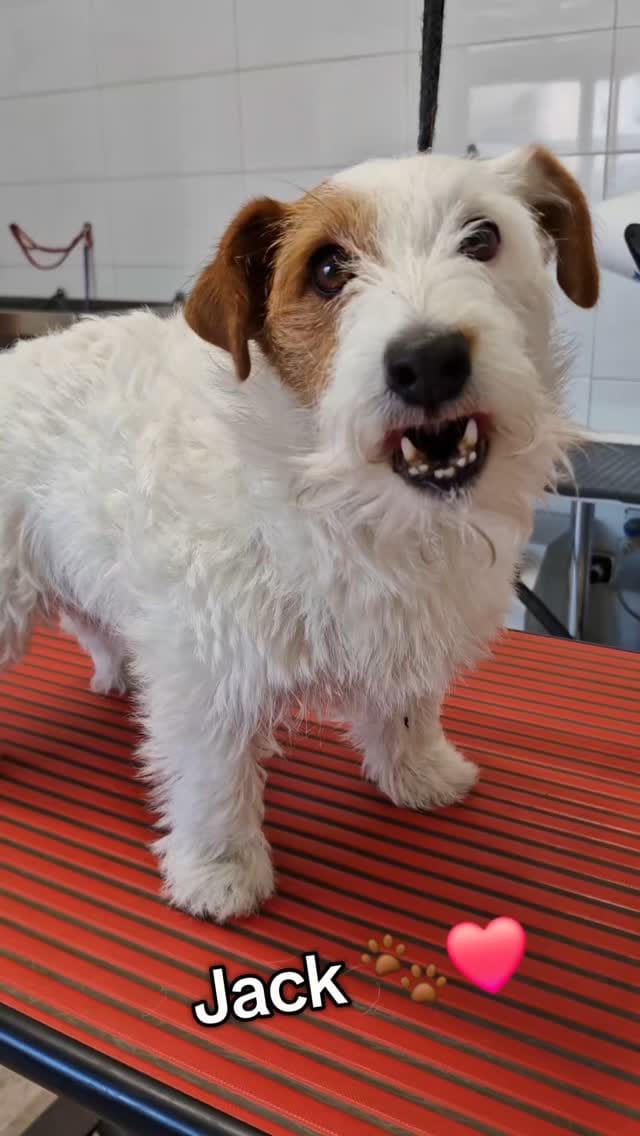 Post 3 by 🐶 Beautiful Jack Alfonso 🐶 on Instagram (video)