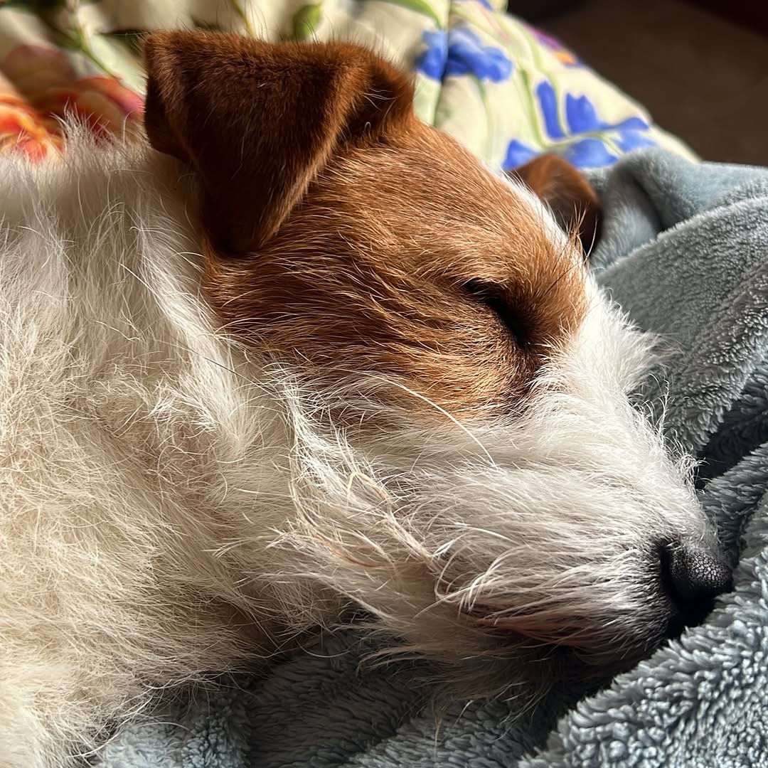 Post 8 by 🐶 Beautiful Jack Alfonso 🐶 on Instagram (image)