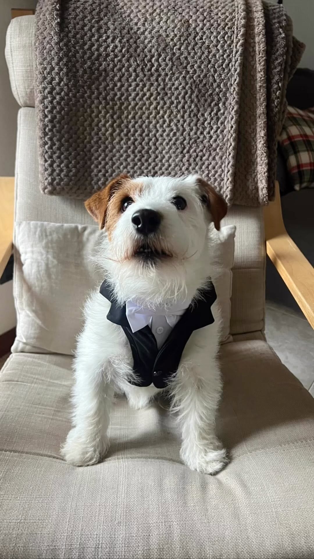 Post 6 by 🐶 Beautiful Jack Alfonso 🐶 on Instagram (video)