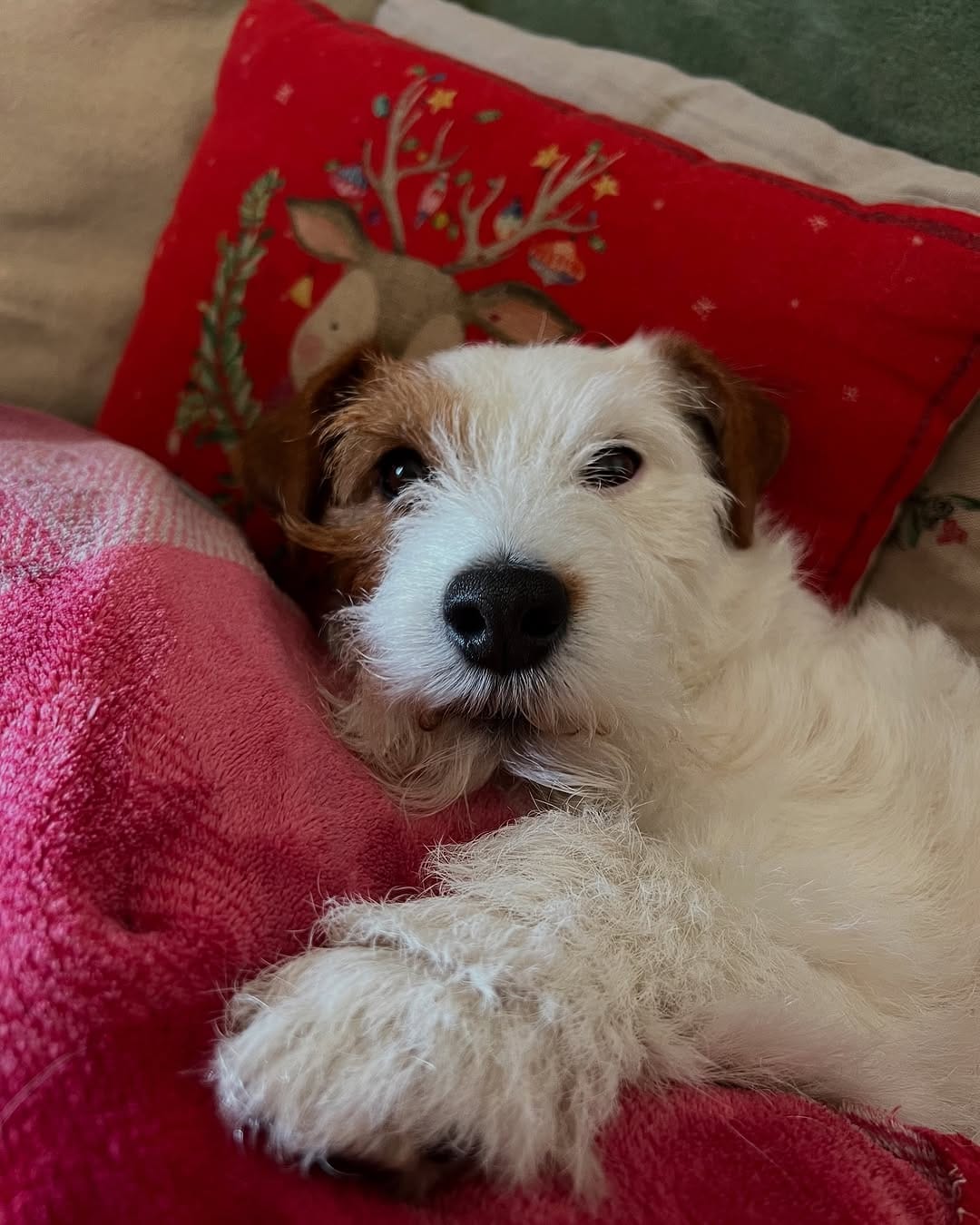Post 4 by 🐶 Beautiful Jack Alfonso 🐶 on Instagram (image)