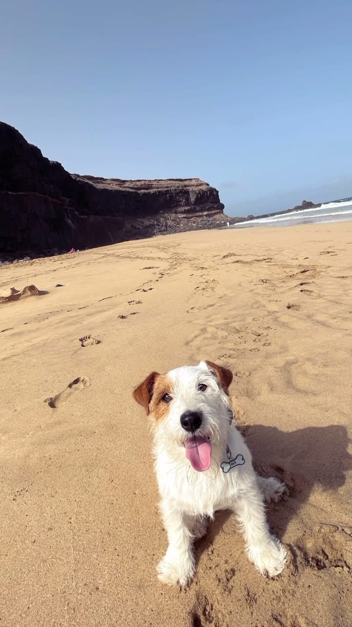 Post 5 by 🐶 Beautiful Jack Alfonso 🐶 on Instagram (video)