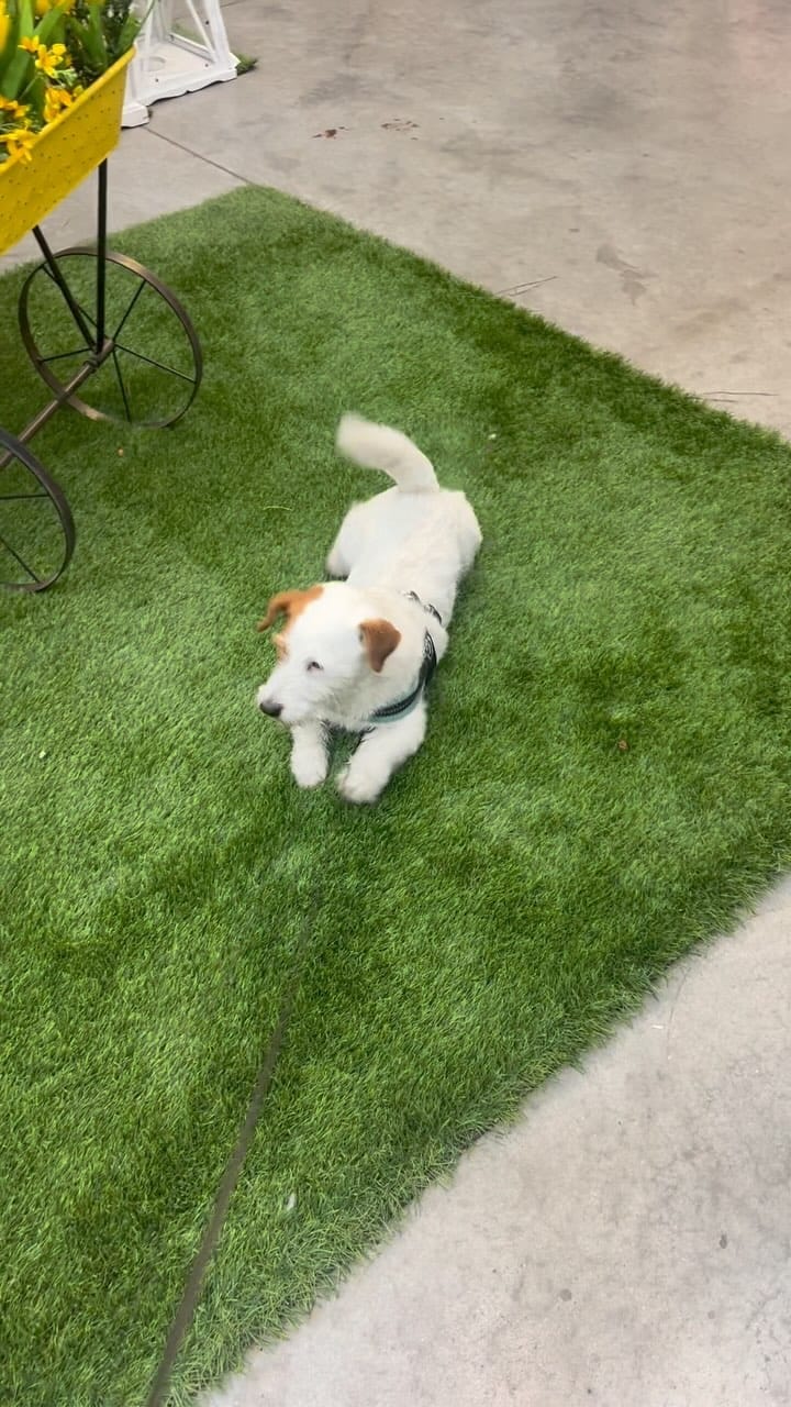 Post 7 by 🐶 Beautiful Jack Alfonso 🐶 on Instagram (video)