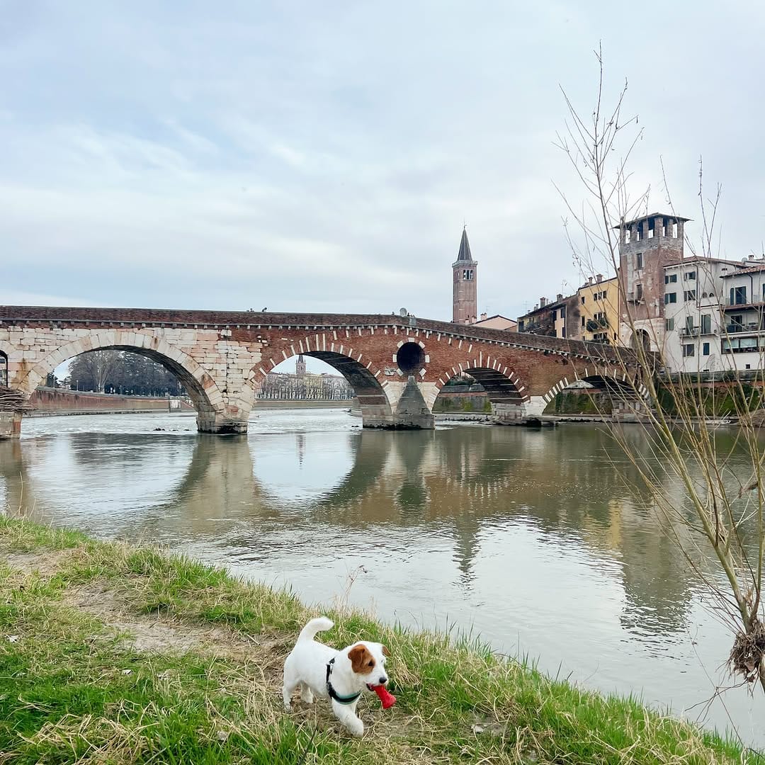Post 9 by 🐶 Beautiful Jack Alfonso 🐶 on Instagram (image)