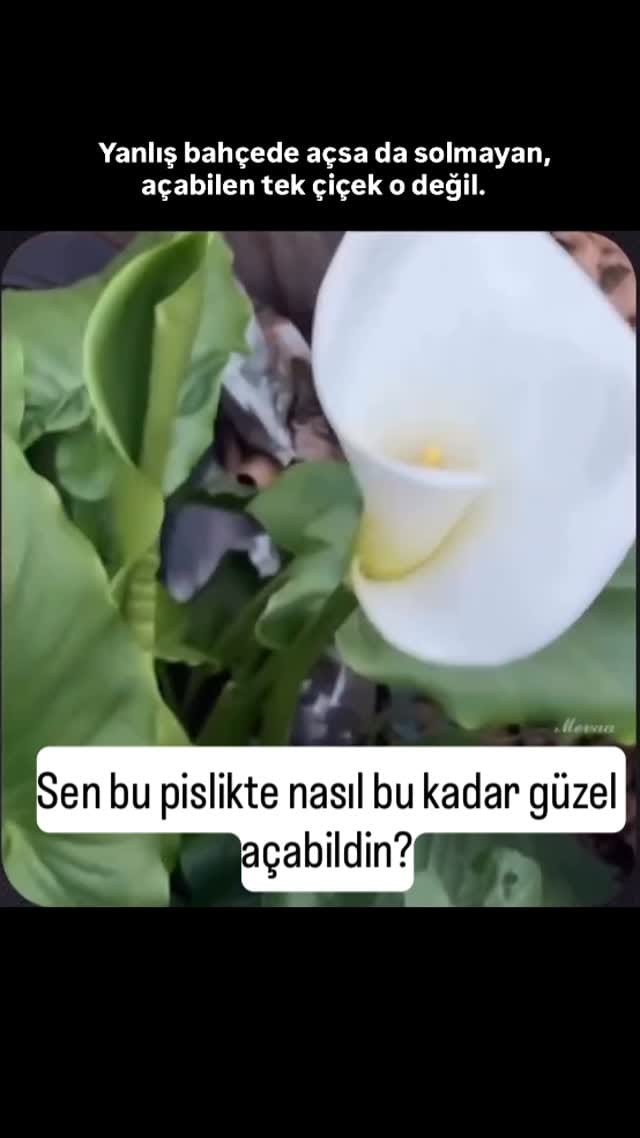 Post 7 by Uzman Psikolog Büşra Bakır Kayacan on Instagram (video)