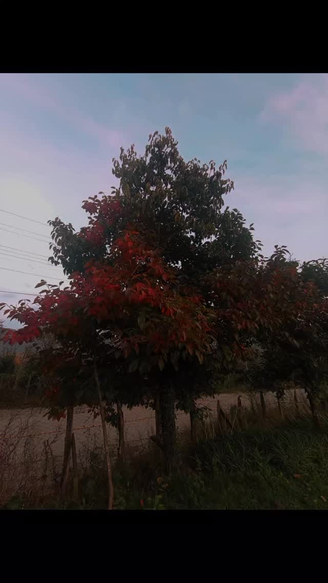 Post 3 by KÖY GÜNLÜKLERİ on Instagram (video)
