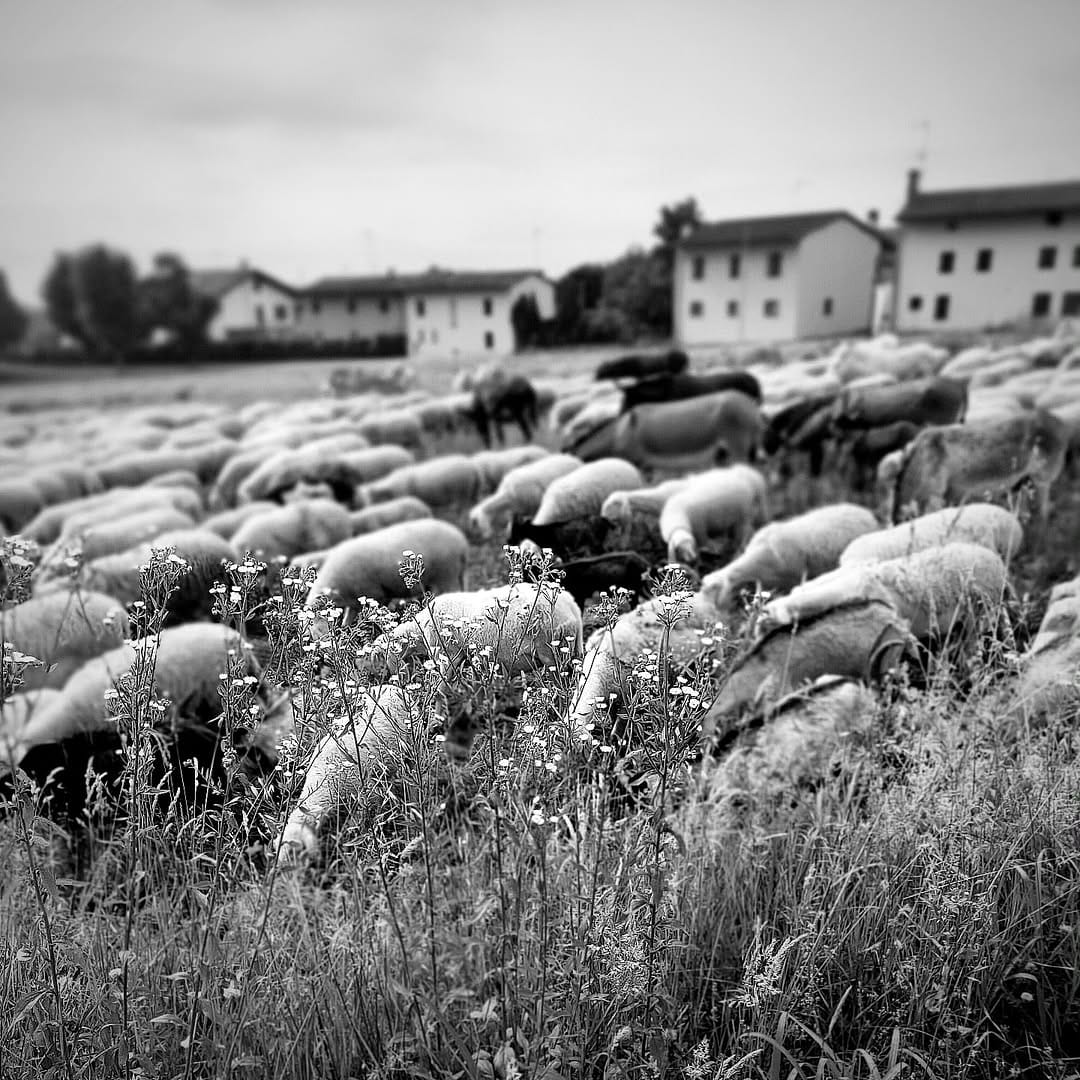 Post 8 by Max Sartelli on Instagram (image)