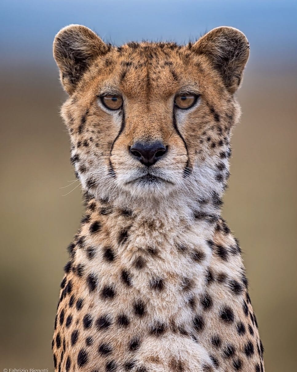 Post 8 by Fabrizio Bignotti. on Instagram (image)