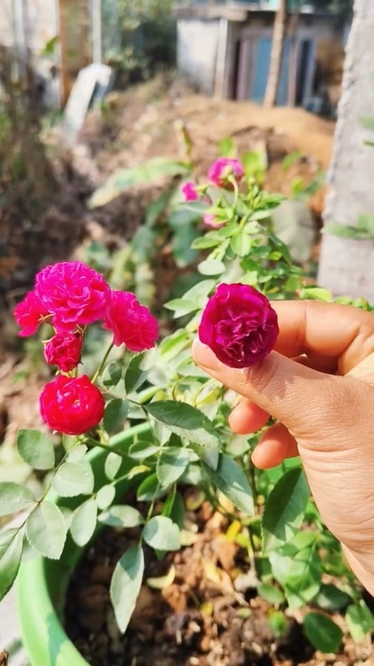 Post 10 by Sutrishna | Tripura Artist on Instagram (video)