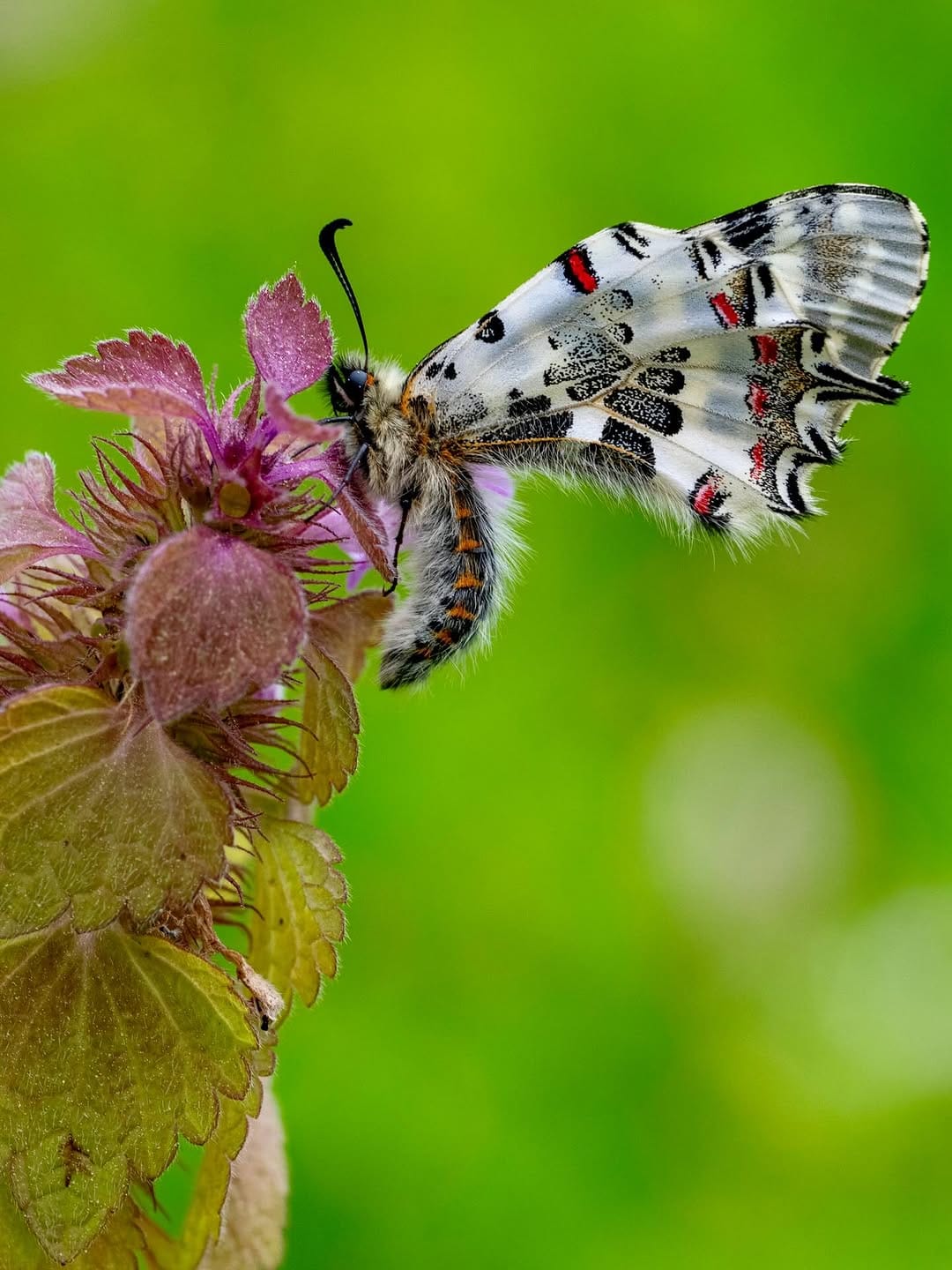 Post 8 by M.Emin ERGENE on Instagram (image)