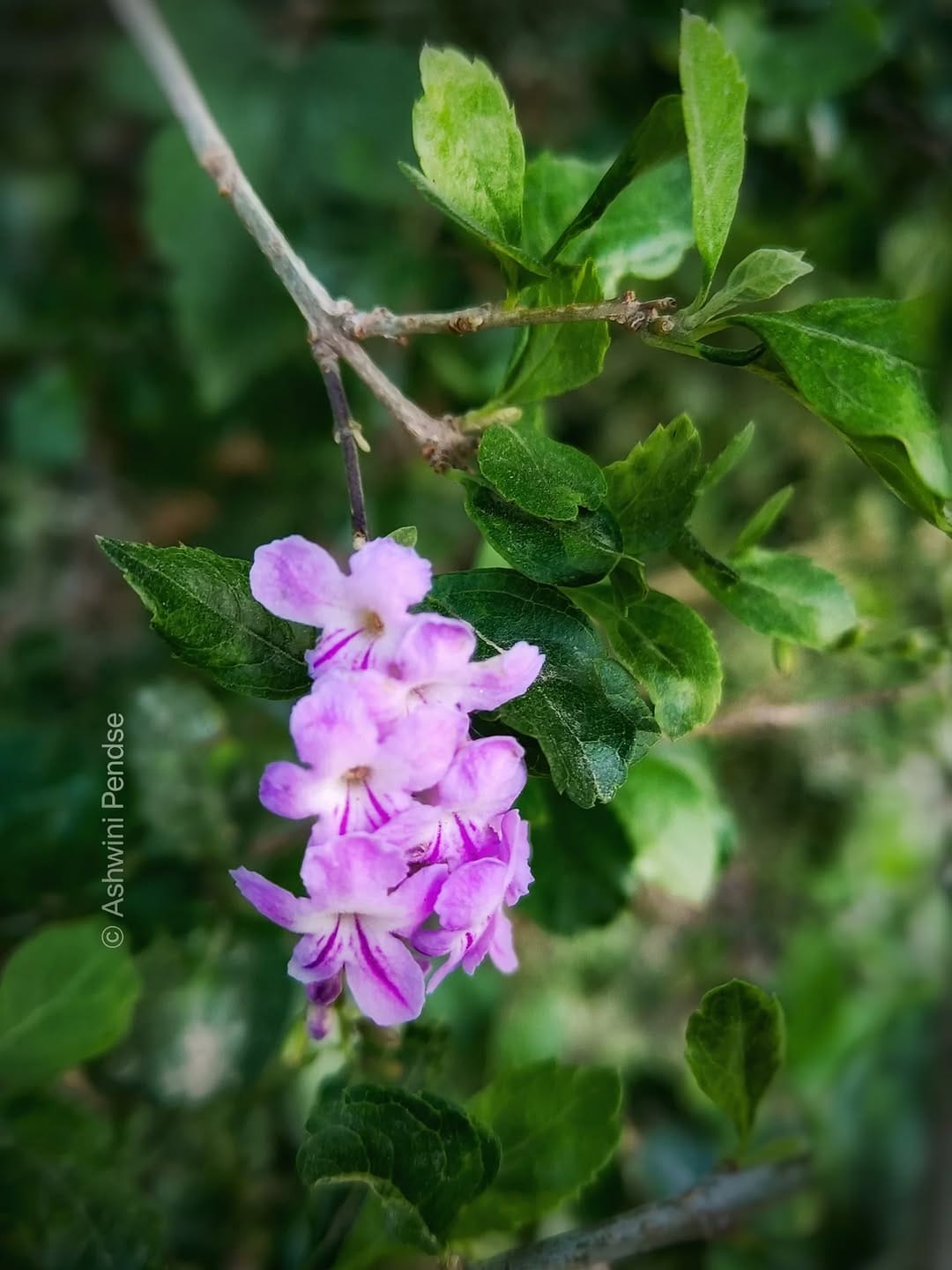 Post 2 by Ashwini Kelkar Pendse on Instagram (image)