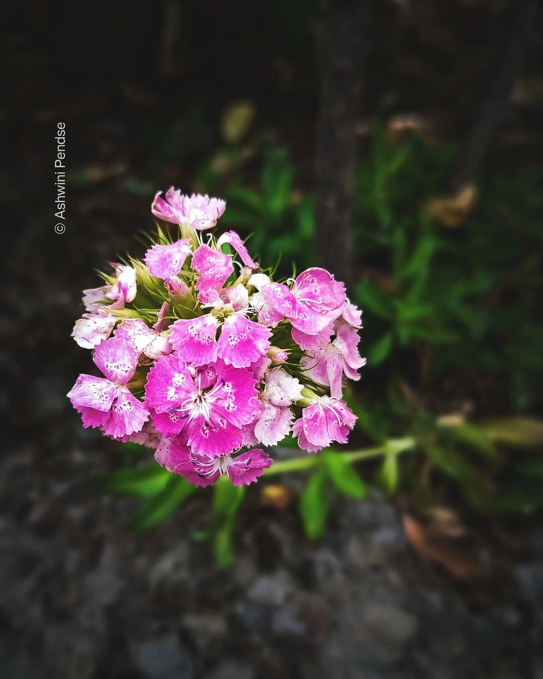 Post 4 by Ashwini Kelkar Pendse on Instagram (image)