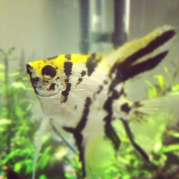 Post 7 by Kayla Antoine on Instagram (image)