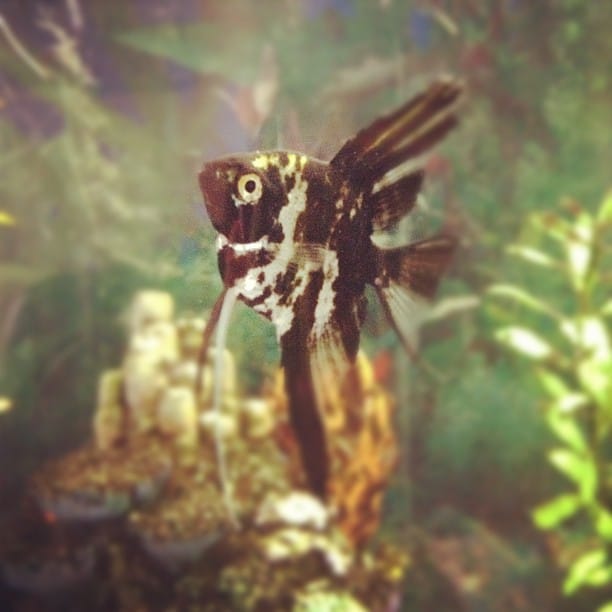 Post 8 by Kayla Antoine on Instagram (image)
