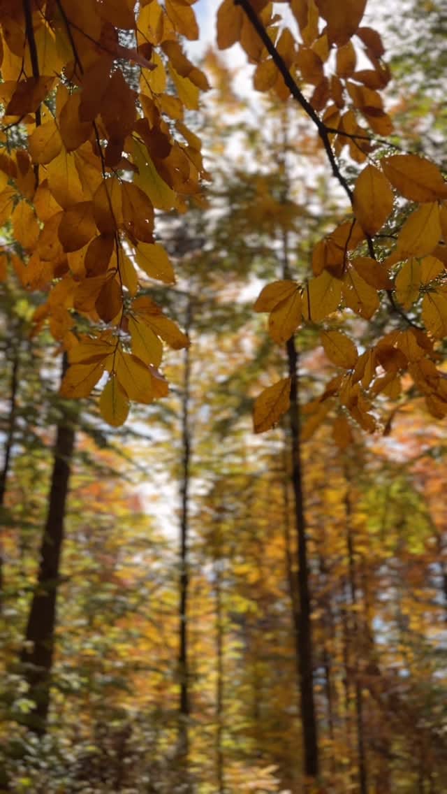 Post 9 by edimsmavi 🇹🇷 on Instagram (video)