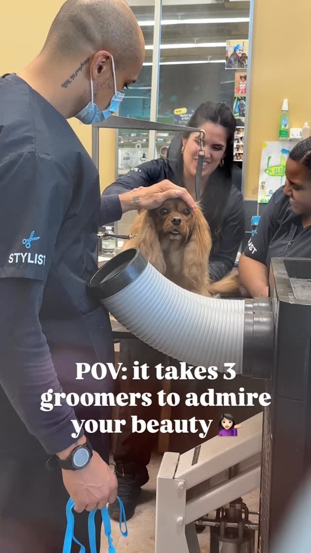 Post 6 by Maggie🐶 on Instagram (video)