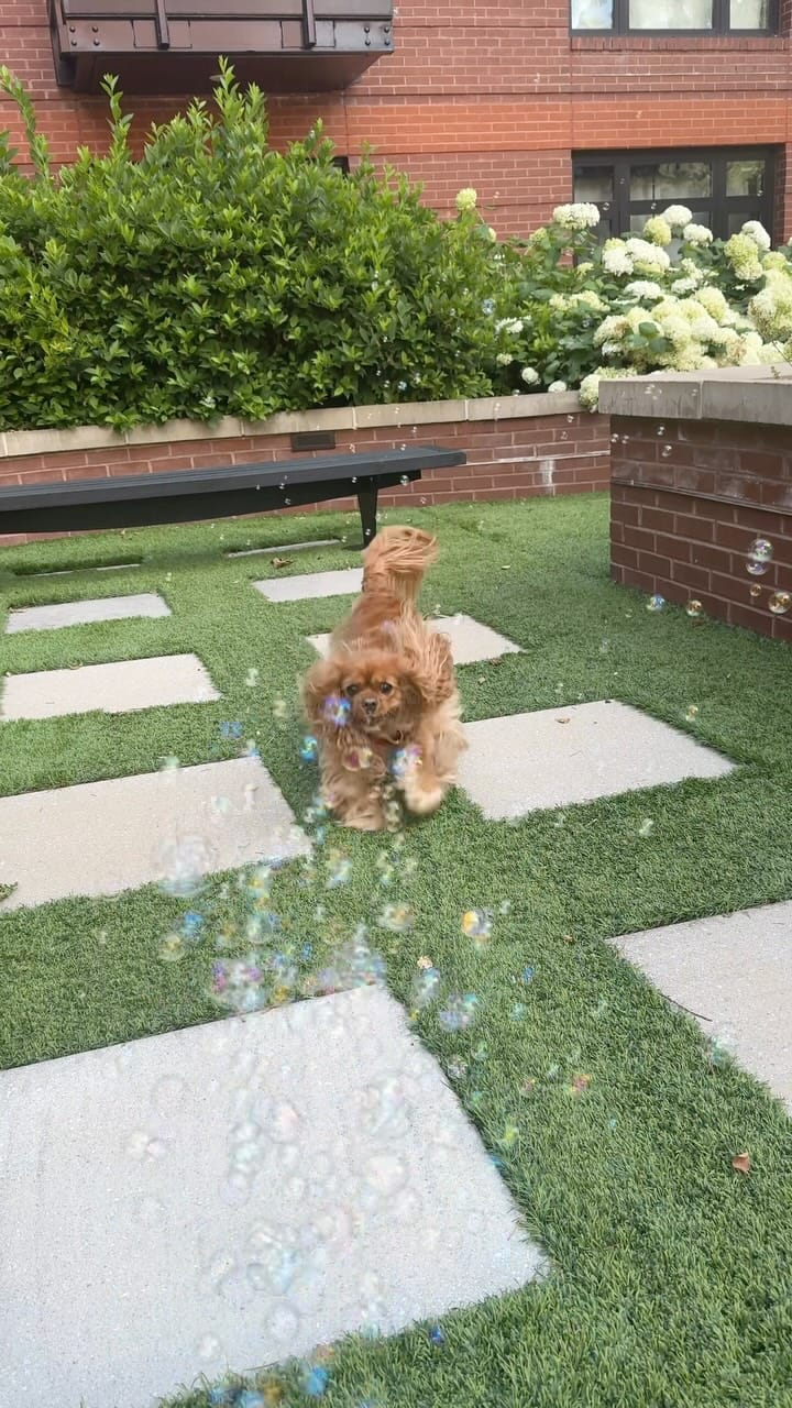 Post 1 by Maggie🐶 on Instagram (video)