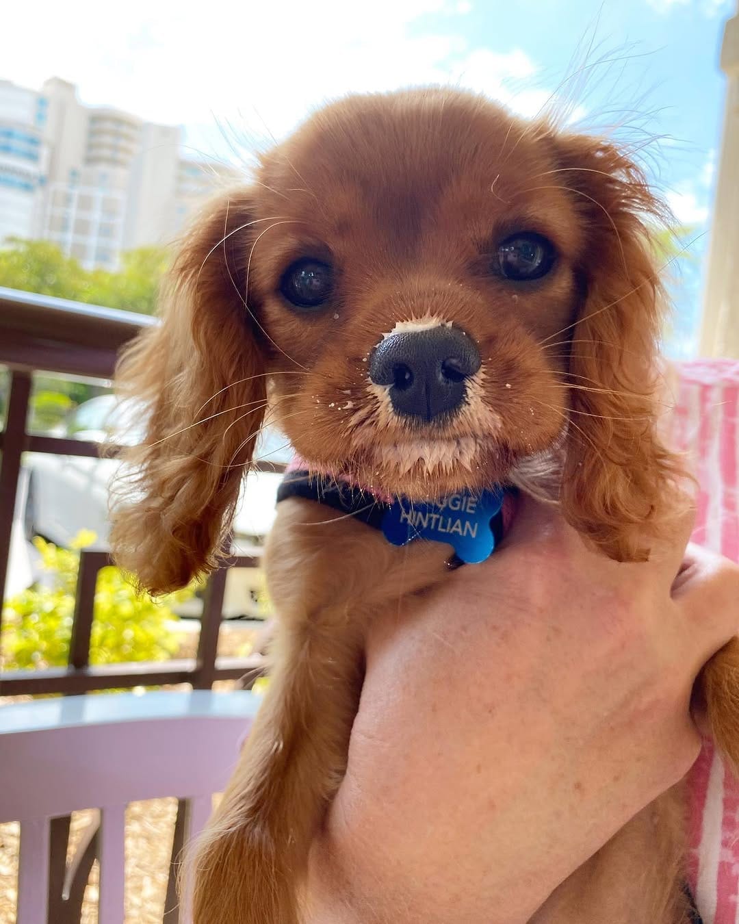 Post 9 by Maggie🐶 on Instagram (image)